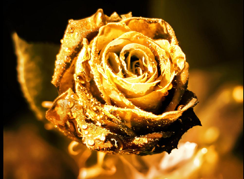 Золотая роза.